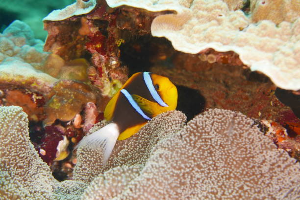 istock Scuba diving on the reefs of Kosrae, Micronesia 1353632463