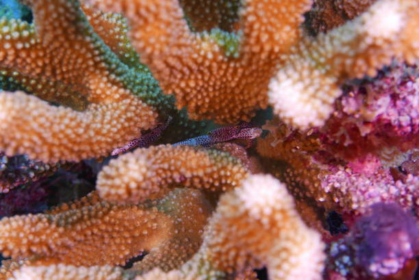 istock Scuba diving on the reefs of Kosrae, Micronesia 1353632970