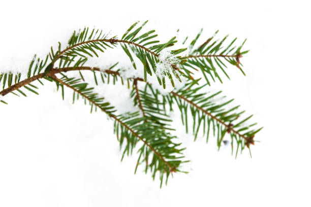 istock Snow-covered fir branch in winter against a white background 1353633367