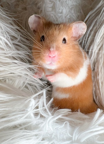 Golden hamster exploring white fur blanket