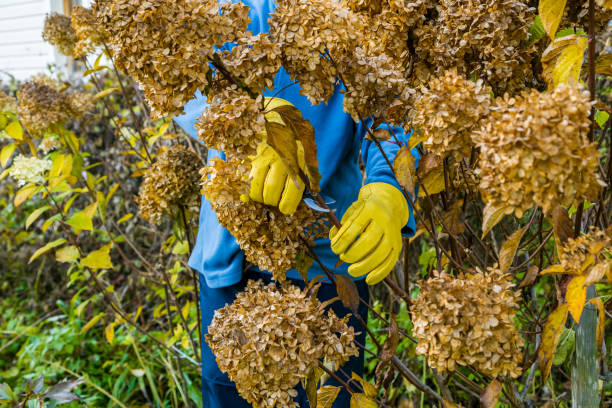 istock Bush hydrangea cutting or trimming with secateur in the garden 1353633569