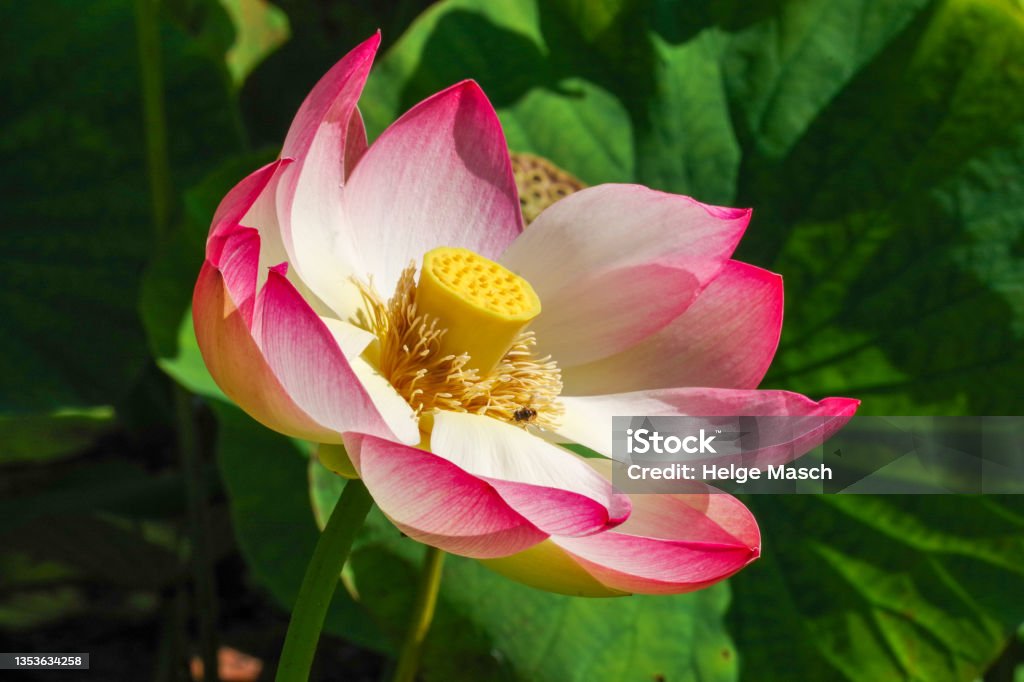 Blüte der Lotusblume - Lizenzfrei Blume Stock-Foto