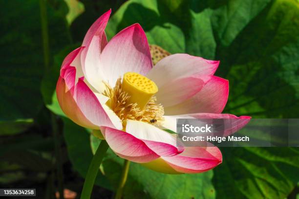 Blüte Der Lotusblume Stockfoto und mehr Bilder von Blume - Blume, Blüte, Blütenblatt