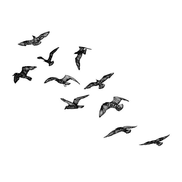 ilustrações de stock, clip art, desenhos animados e ícones de set of seagulls birds, nautical sailor tattoo sketch. black stroke of flying sea gull silhouettes on white background. marine set. drawings of different shapes of water birds in the flock. vector. - albatross