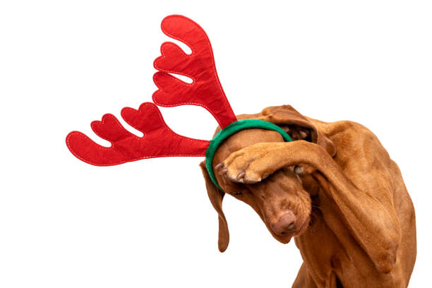 Dog Christmas Present Background. Funny vizsla wearing xmas reindeer antlers covering eyes with paw, studio portrait on white background. stock photo