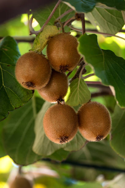 istock Ripe Kiwi fruit on a branch 1353638589