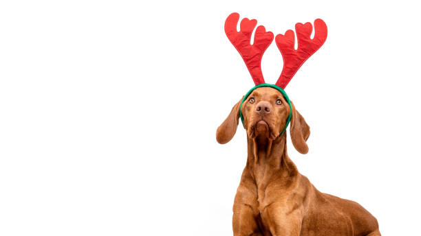 Dog Christmas Background. Vizsla wearing xmas reindeer antlers studio portrait on white background. stock photo