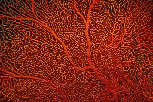 Textura orgánica de abanico del Mar Rojo o coral Gorgonia (Annella mollis) photo