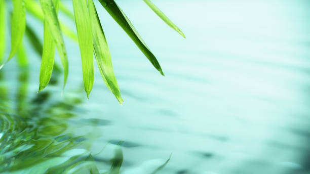 Spa and wellness background with water and leaves