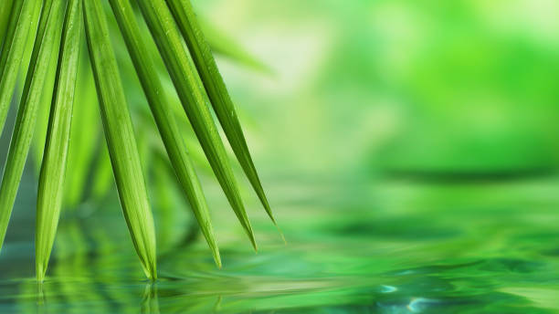 istock Spa and wellness background with water and leaves 1353639608