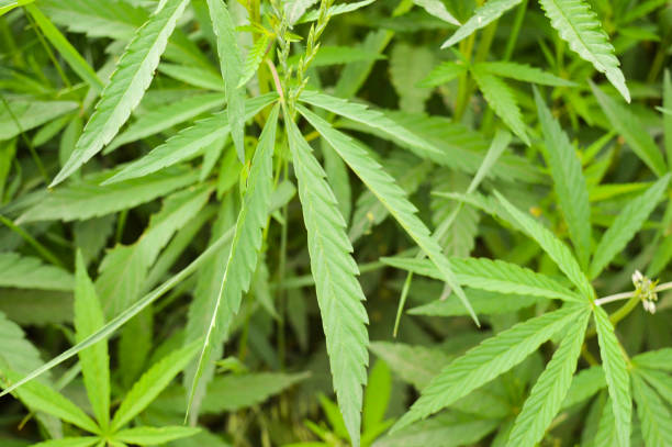istock hemp thickets.  cannabis leaves.  green background 1353640133