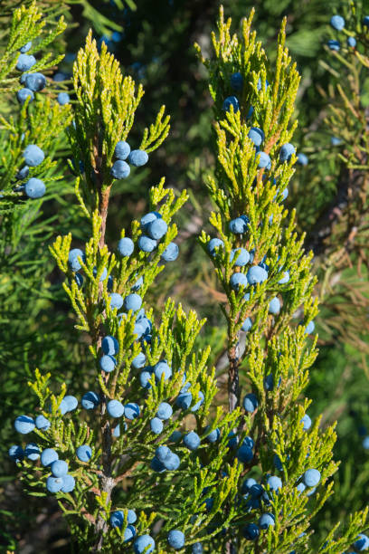 istock juniper, blue fruits on branches with green foliage, background 1353640303