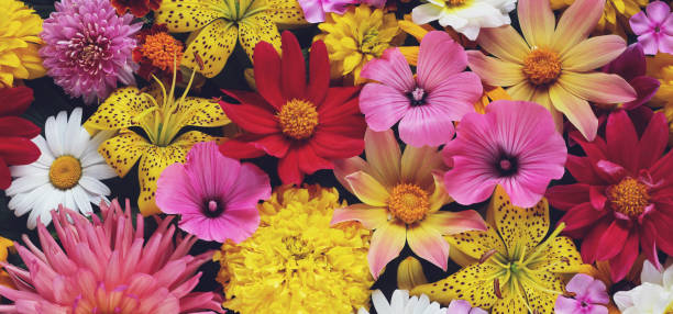 istock flower banner bright garden flowers bouquet 1353644709