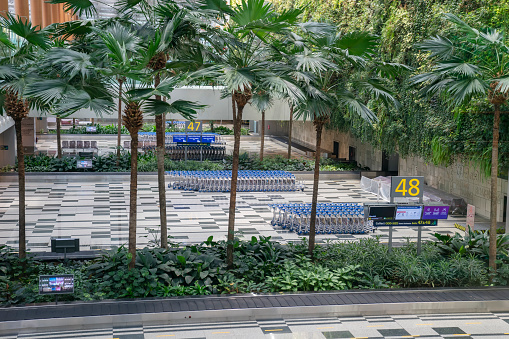 Tropical trees above a luggage collection belt at Terminal 3, Changi Airport, Singapore.