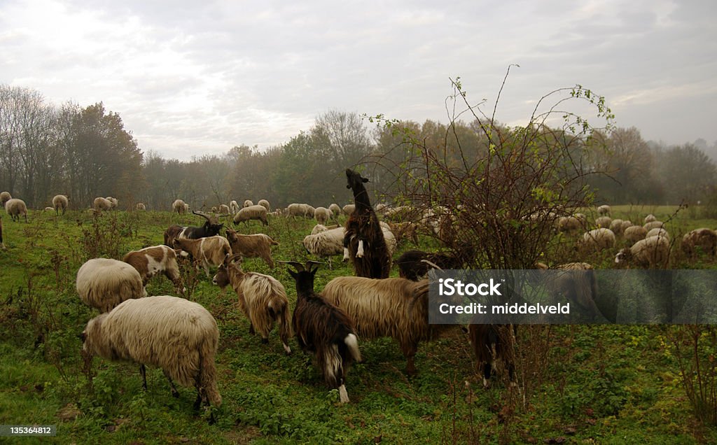 Овца - Стоковые фото Большая группа животных роялти-фри