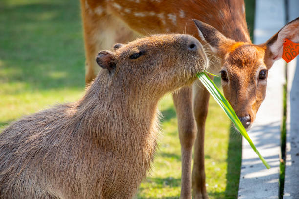 Farm, cute, capybara, sika deer, nibbling pasture stock photo