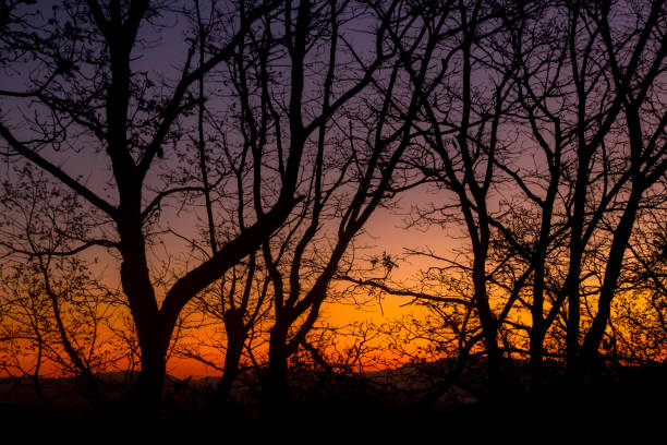 istock Backlight in the woods at dawn 1353648594