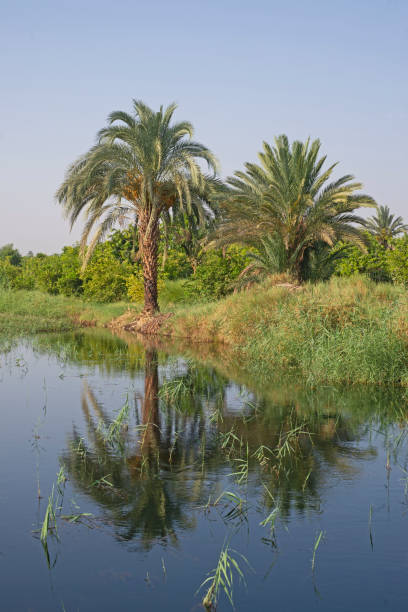 istock Tropical date palm trees on river bank with reflection 1353648631