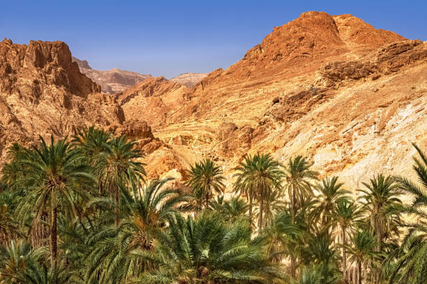View of the mountain oasis of Chebika, in the middle of the Sahara Desert, Tunisia View of the mountain oasis of Shebika, in the middle of the Sahara Desert, Tunisia, Africa date palm tree stock pictures, royalty-free photos & images