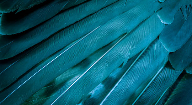 istock blue hawk feathers with visible detail. background or texture 1353650944