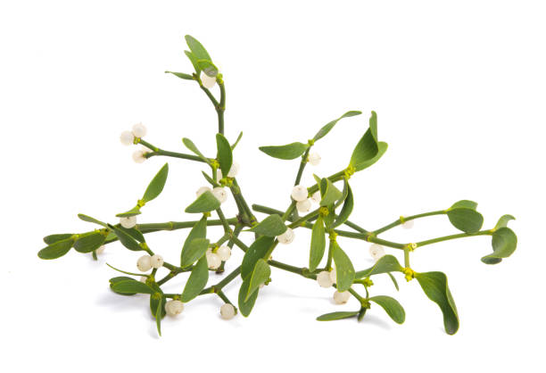 mistletoe isolated - european mistletoe imagens e fotografias de stock