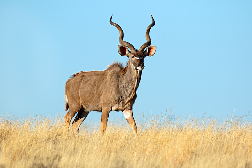 Male kudu antelope (Tragelaphus strepsiceros) against a blue sky, South Africa