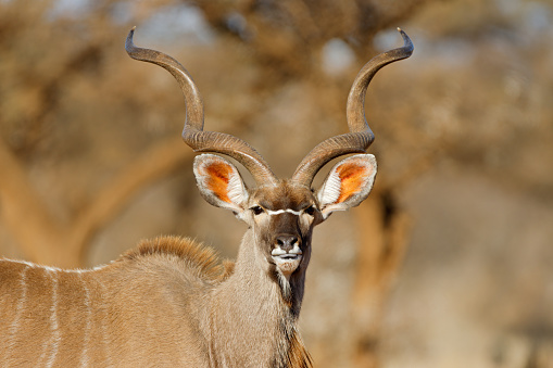Portrait of a big male kudu antelope (Tragelaphus strepsiceros), South Africa