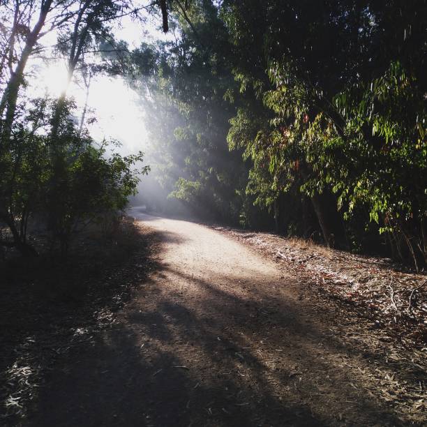 istock Forest of  boussakoura_Maroc 1353651202
