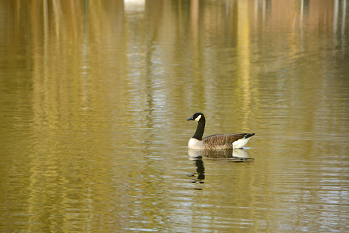 Winter in a pond: single Canada goose swimming in a pond. Reflection of tree trunks and goose.