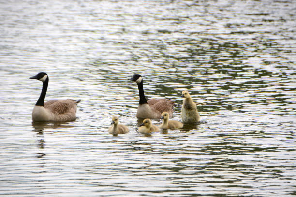 istock canada goose family. 1353651584