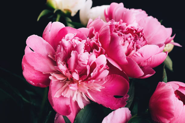 istock Bouquet of pink and white peonies 1353652383