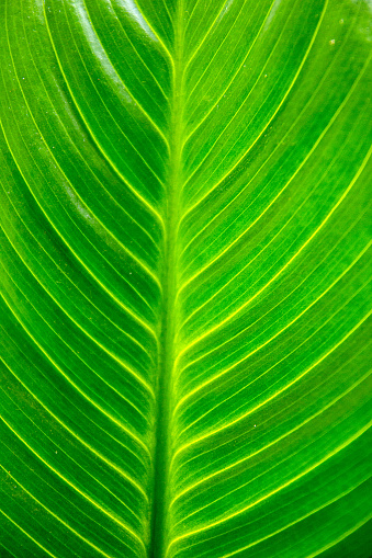 Close up of leaf of soft tree fern. Botanic name 'Dicksonia Antarctica'
