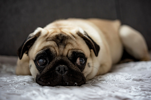 Portrait of cute pug dog lying on the bad