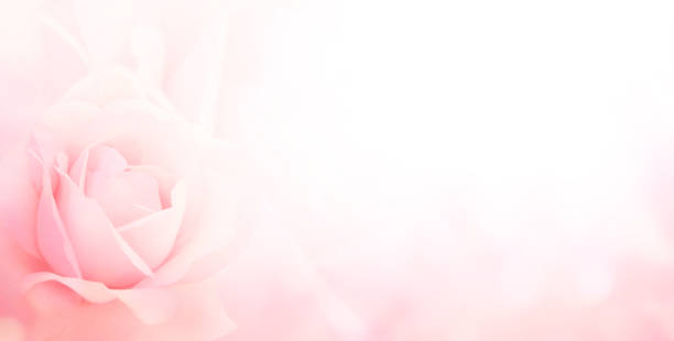 istock Blurred horizontal background with rose of pink color. Copy space for your text 1353655357