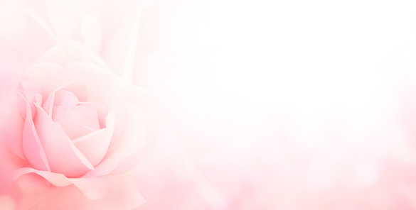Blurred horizontal background with rose of pink color. Copy space for your text. Mock up template. Can be used for wallpaper, wedding card, web page banner