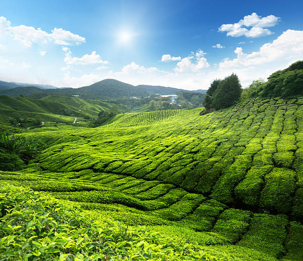 istock Tea plantation Cameron highlands, Malaysia 135365628
