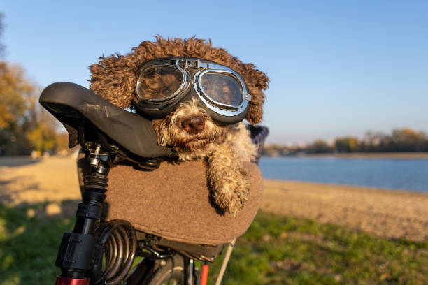 istock dog being transported in bicycle basket 1353656296