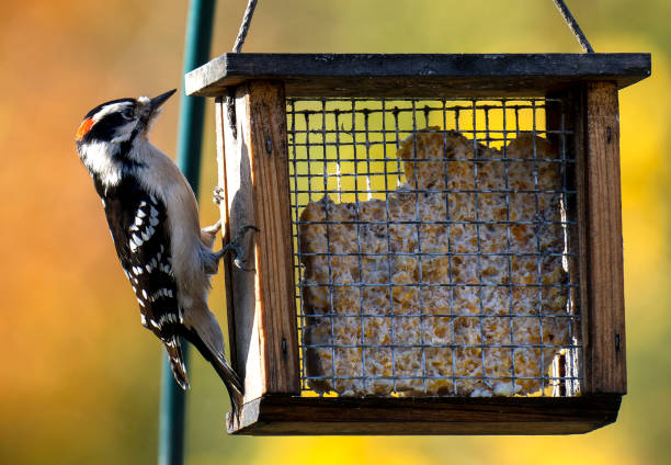 Woodpecker on the Suet Feeder in the Autumn light