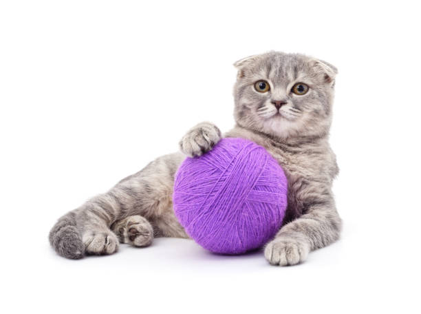istock Kitten with a ball of yarn. 1353657149