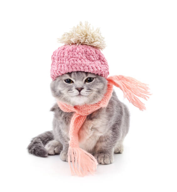 istock Kitten in a pink scarf and in the hat. 1353657151