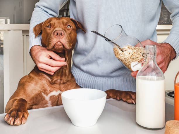 istock Adorable, pretty puppy and handsome man preparing a healthy breakfast 1353657270