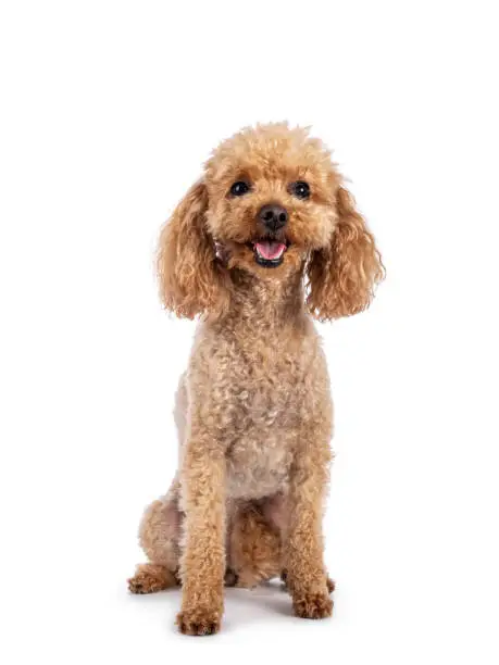 Photo of Toy miniature poodle dog on white background