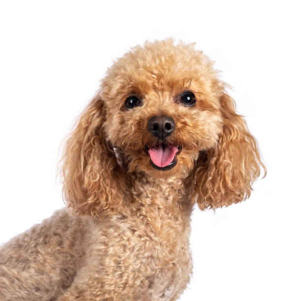 istock Toy miniature poodle dog on white background 1353658700