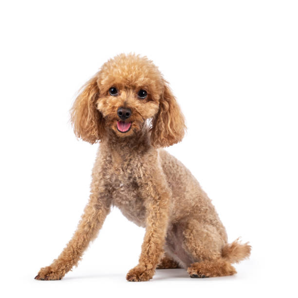 Toy miniature poodle dog on white background Adorable young adult apricot brown toy or miniature poodle. Recently groomed. Sitting side ways facing camera with mouth open showing tongue. Isolated on a white background. poodle stock pictures, royalty-free photos & images