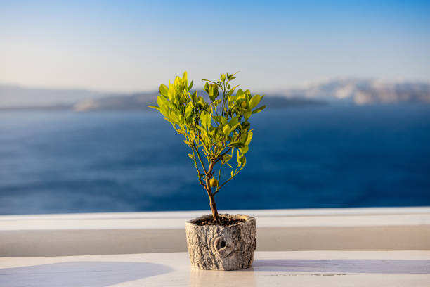 Modern marble terrace overlooking Amalfi coast and Positano historic town with tables and lemon tree, Italy