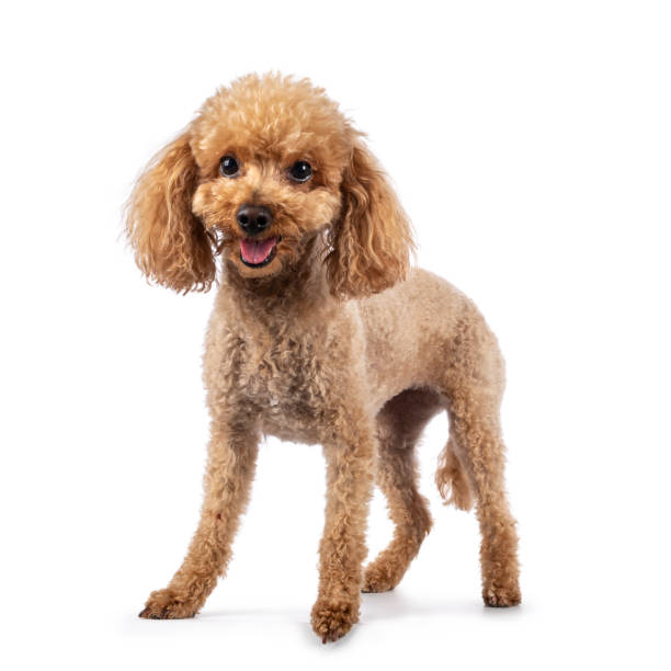 istock Toy miniature poodle dog on white background 1353658736