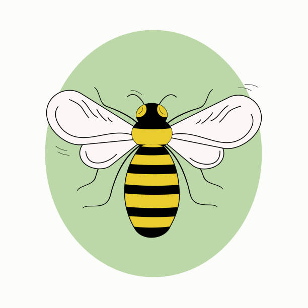 Bee insect in doodle style. The drawing is black , yellow and white in a green circle. Bee insect in doodle style. The drawing is black , yellow and white in a green circle. Vector graphics. Isolated background. hoverfly stock illustrations