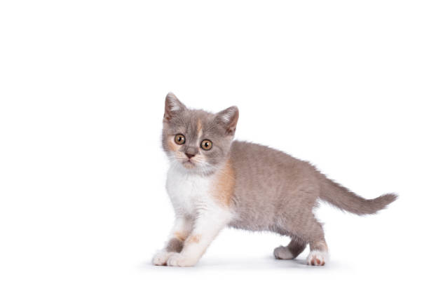 istock British Shorthair cat kitten on white 1353658797