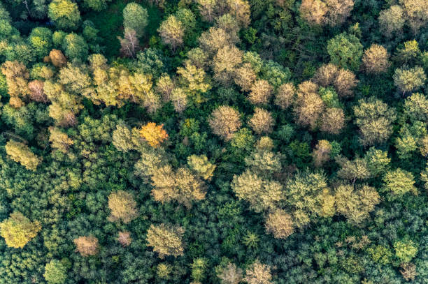 istock Aerial view on green Lithuanian forest trees 1353658816