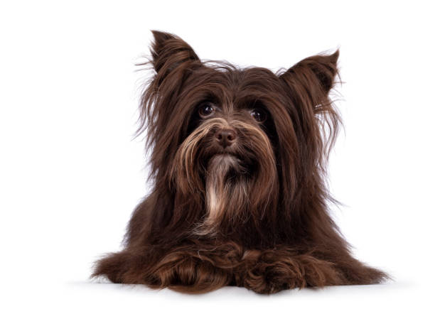 istock Yorkshire Terrier dog on white background 1353658829